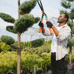 Care of Tree